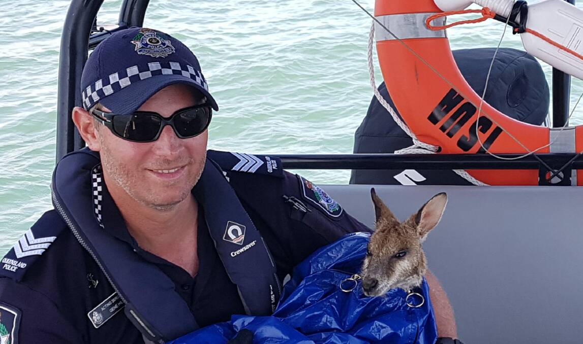 A police officer gets cosy with a lost wallaby dubbed 'Dawny'. She was released back into the scrub on the island. 