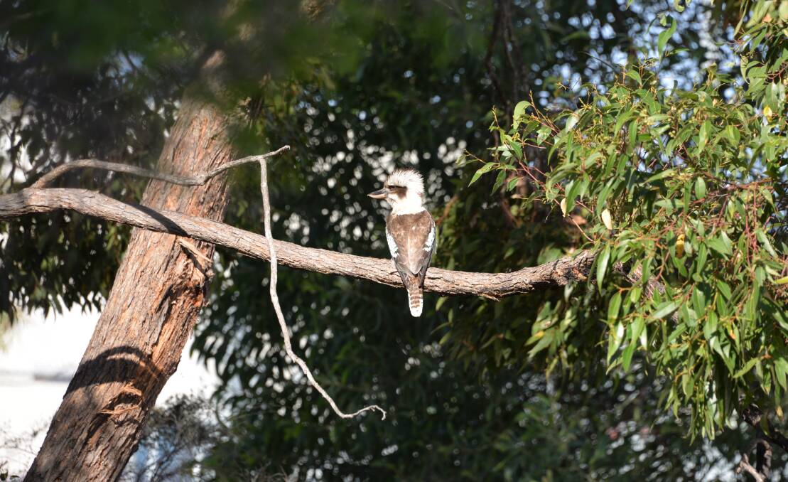 WILDLIFE: A Kookaburra bathes in the sunshine on a glorious afternoon. If you have snapped a bird recently, send it in. Photo: Jordan Crick. 