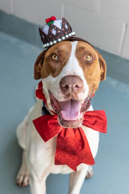 WEATHER WARNING: Dr Katria Lovell is warning people about the potentially lethal impacts the heat can have on dogs like Zina, dressed up here for Christmas. Photo: Animal Welfare League. 