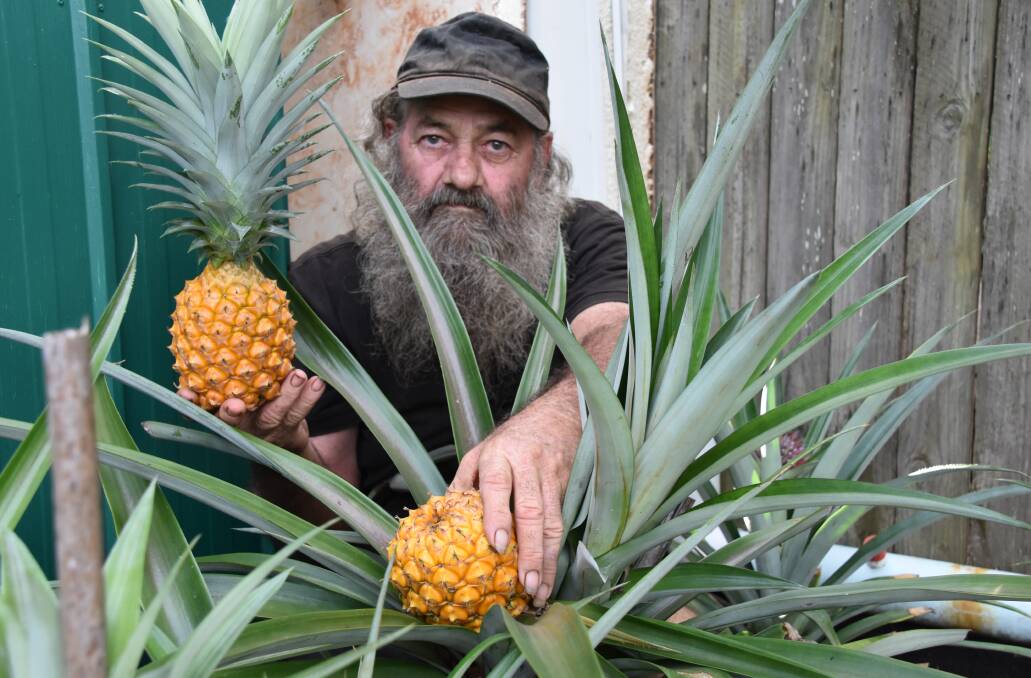 DEFORMED: Richard Butler was shocked to find a pineapple growing without a top in his Redland Bay garden. His discovery has split opinions. 