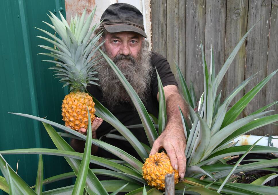 RARE: Richard Butler said he was shocked to find a pineapple growing in his garden without a top on it and thought he could have stumbled upon a world first. Photo: Jordan Crick