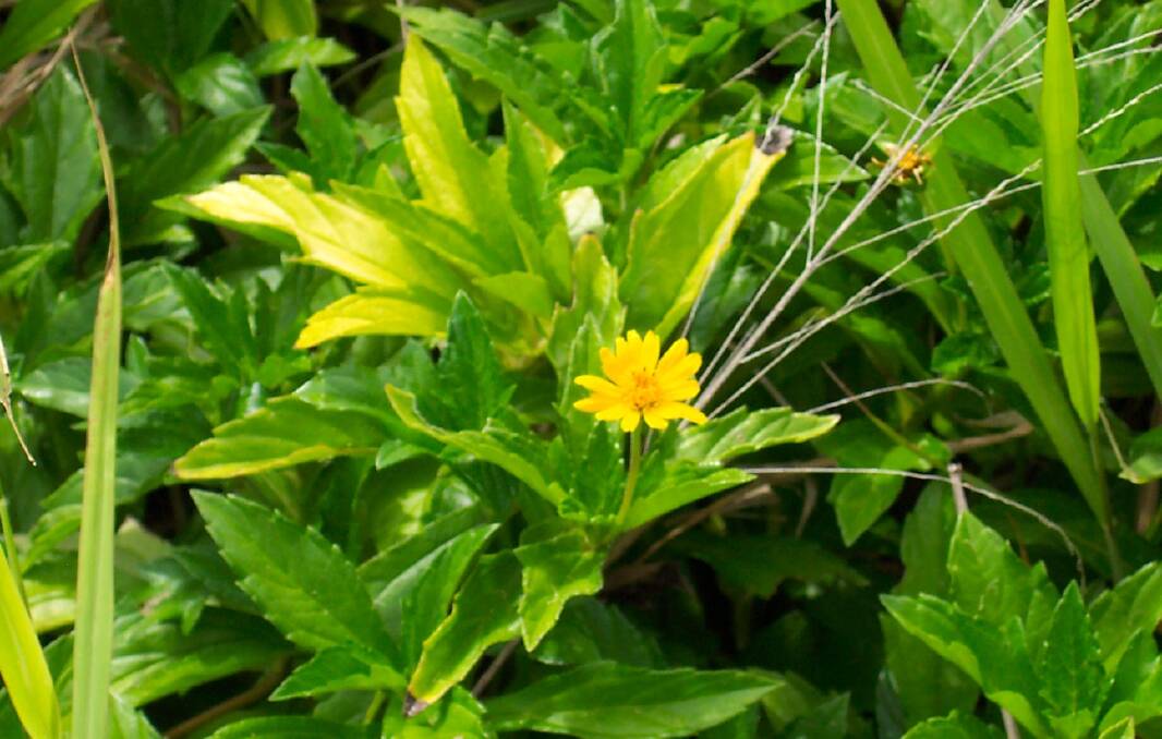 ENVIRONMENT: One of the weeds on the most wanted list - the Singapore Daisy. 