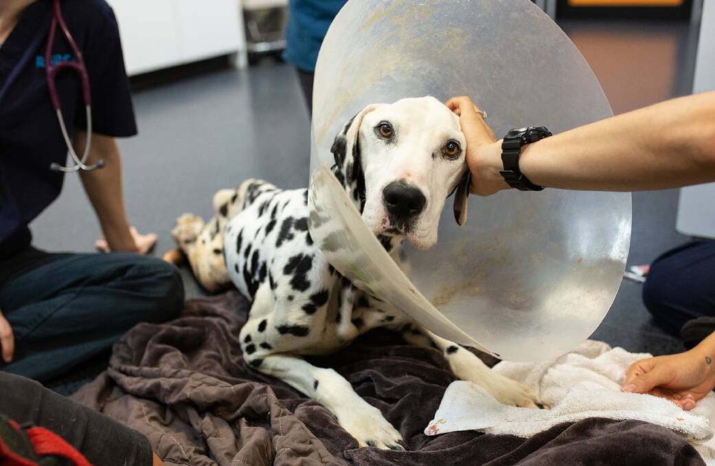 NEGLECT: An injured dalmatian recovers at an RSPCA Queensland facility. 378 reports were made in the Redlands last year. 