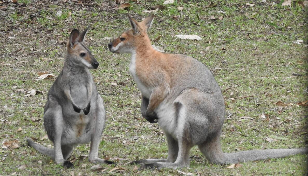 IN DANGER: A Sheldon residents wants wallabies to be protected from vehicles on Henderson Road at Sheldon. Photo: Jenny Anthony