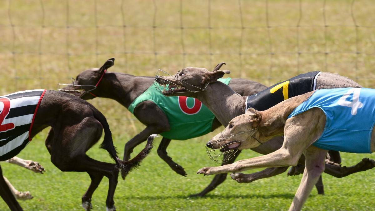 RACE: Dogs run at Capalaba Greyhound Racing Club where Go Fifty Seven died in November. 