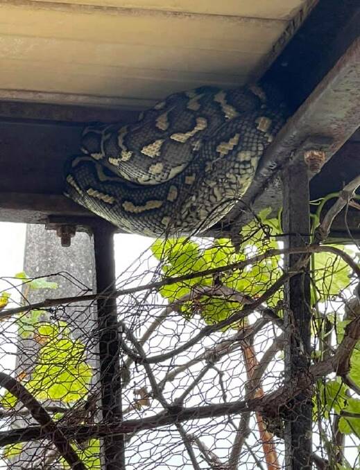 SURPRISE GUEST: A carpet python slithered into Cr Wendy Boglary's chicken coop over the Easter weekend. Photo: Wendy Boglary