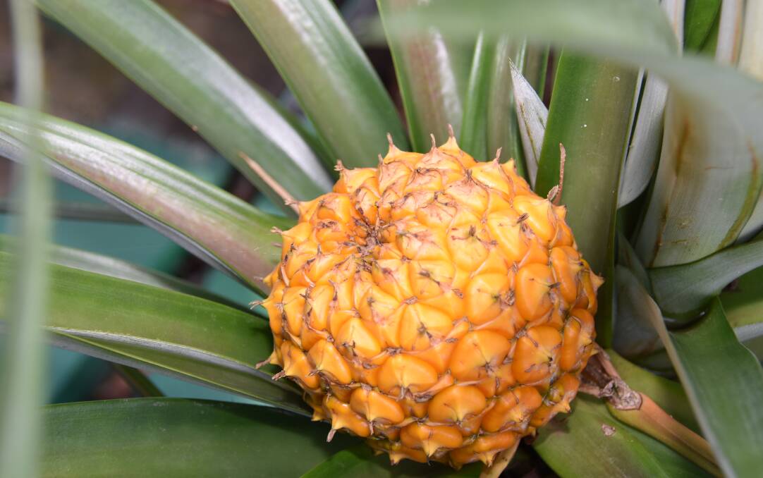 MUTANT: The pineapple growing in Richard Butler's garden without a top. He said you can see a cone developing if you look down the middle of the fruit. 