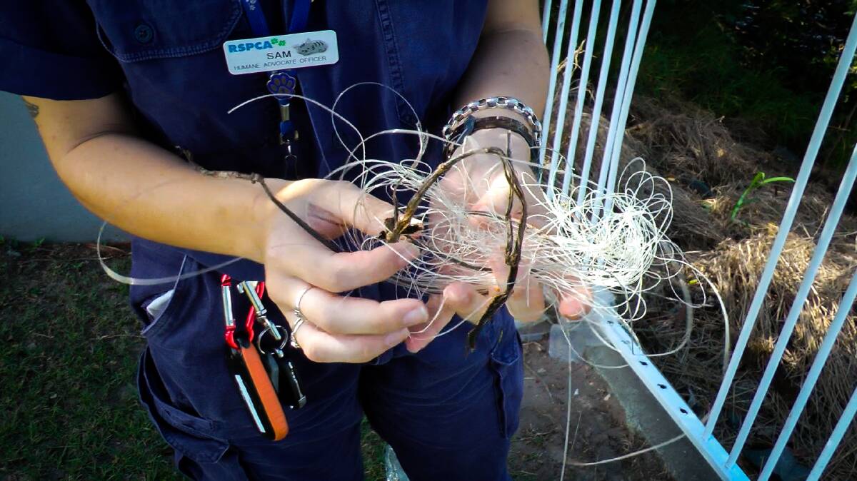 HAZRAD: Birds are getting caught in fishing waste such as lines and hooks. RSPCA is urging for people to safely dispose of their waste. 
