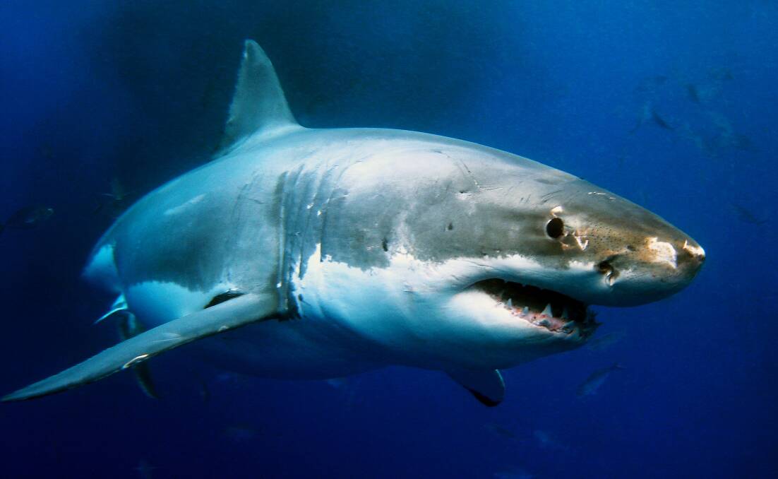 The real thing - a shark.