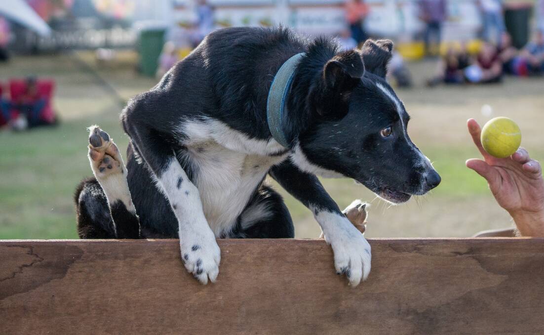 TEACHERS: Working with the dog jumping team helps the boys find their place in the world. Picture: Clayton Rose