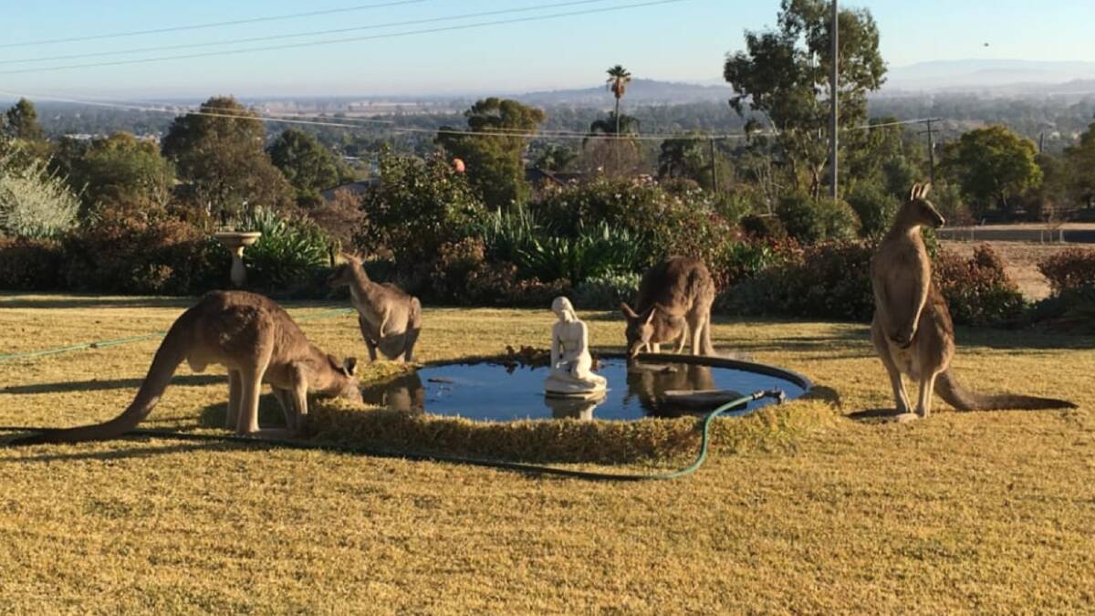 PARCHED: Thirsty kangaroos gather for a drink at a residential fountain in Gunnedah as the drought's grip tightens. Photo: Peter Lorimer