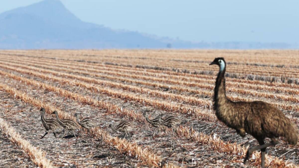 SLIM PICKINGS: An emu cock and his chicks struggle to find pickings in northern NSW. Photo: Peter Lorimer