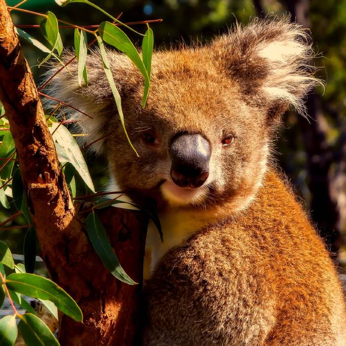 EYES UP: Significant threats to the Redlands koala population are disease, getting hit by a car or being injured by a dog.