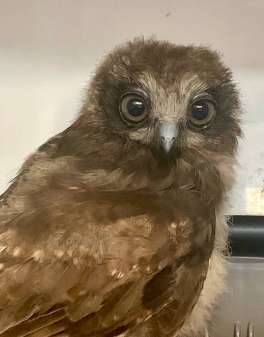 RESCUED: This baby Babook owl was found struggling to get out of a backyard swimming pool.