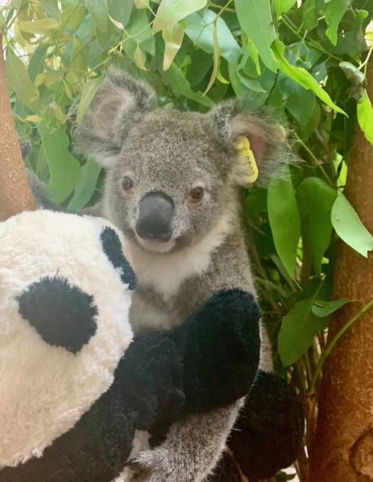 This koala joey was orphaned when his mother was euthanased after a dog attack.