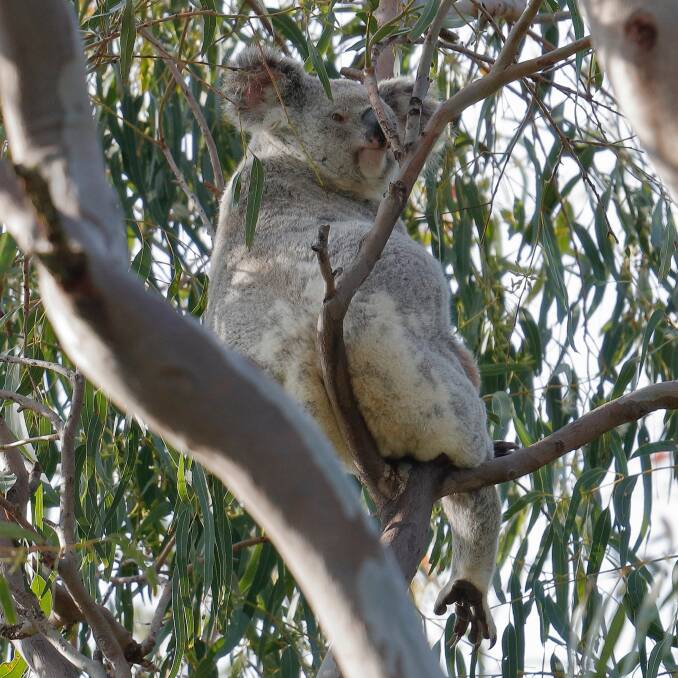 A koala in the trees in Cowley Street will be removed. Photo: Chris Walker