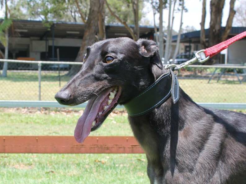 RACE ON: Races at Capalaba will resume on Sunday after successful field trials were conducted on the renovated surface yesterday.