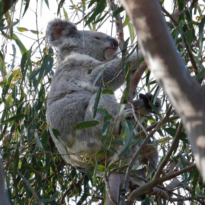 GOODBYE: The remaining koala in the trees in Cowley Street, Ormiston will be removed. Photo: Chris Walker.
