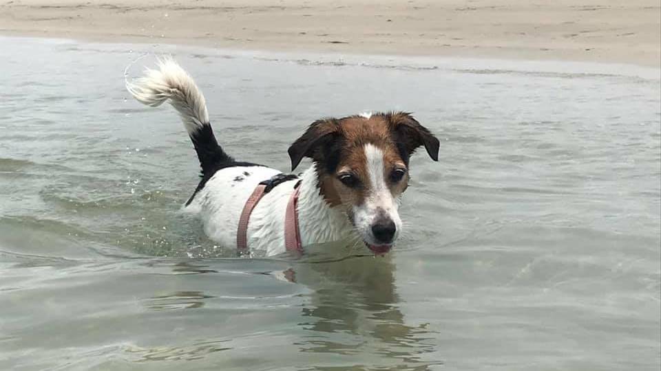 HOT DOG: Buddy enjoys time off leash to frolic in the water.