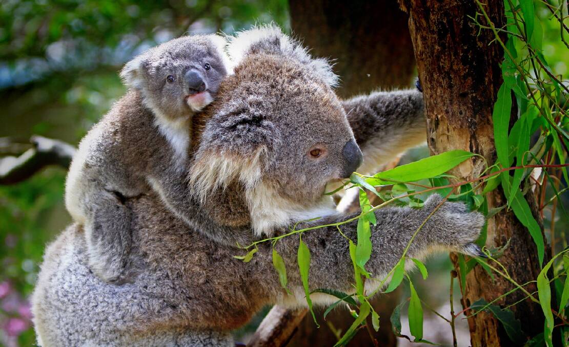 Koala killer being passed to joeys from mum
