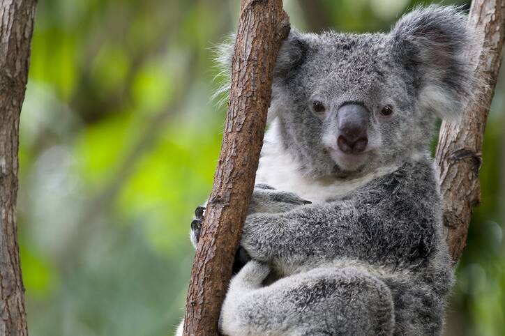 SAFE: Environment Minister Meaghan Scanlon said the government was committed to securing the survival of koala populations through the strongest protections the state had ever seen. Photo: Scimex