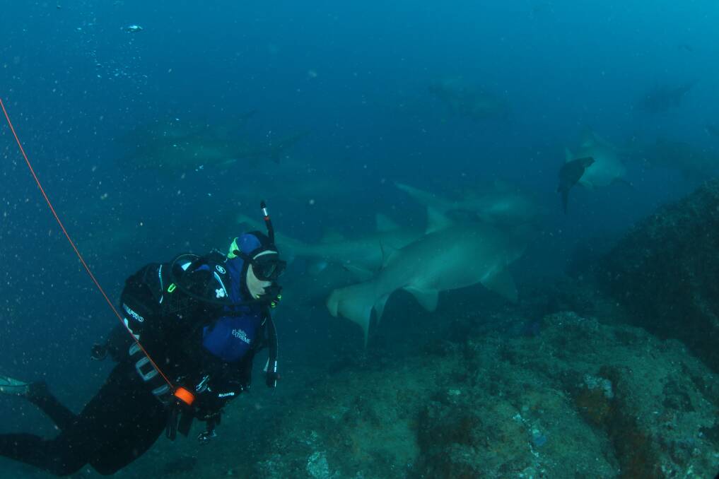 JOURNEY: Nurse sharks gather at Wolf Rock before they depart for their pupping waters in New South Wales.