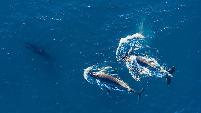North Stradbroke Island offers some of the best land-based whale watching vantage points.