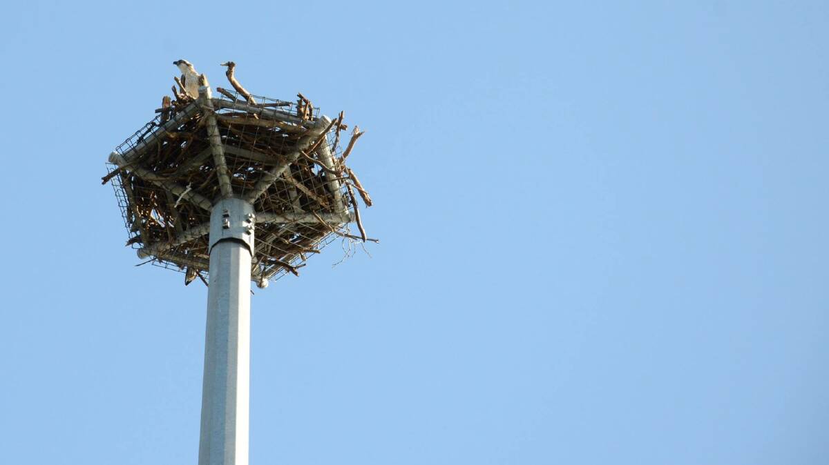 FOR THE BIRDS: The osprey pole in Wellington Point, council will now install a pole in Capalaba. Photo: Indigiscapes