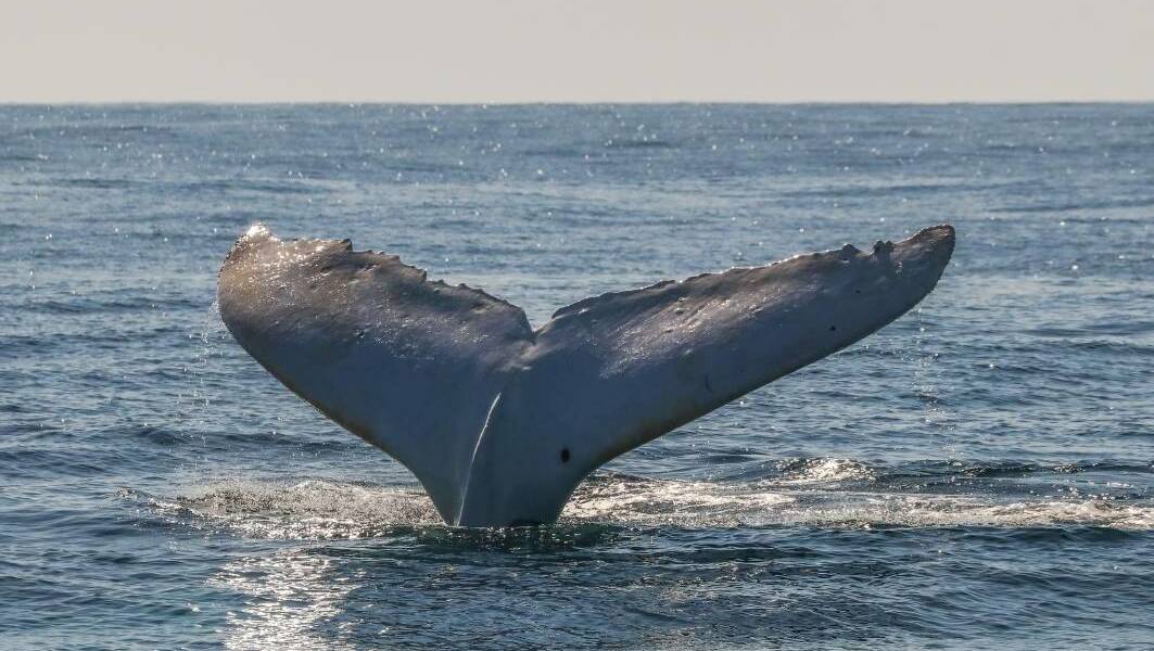 BETS: Famous white whale Migaloo could be spotted near North Stradbroke Island. Photo: Jodie Lowe's Marine Animal Photography.