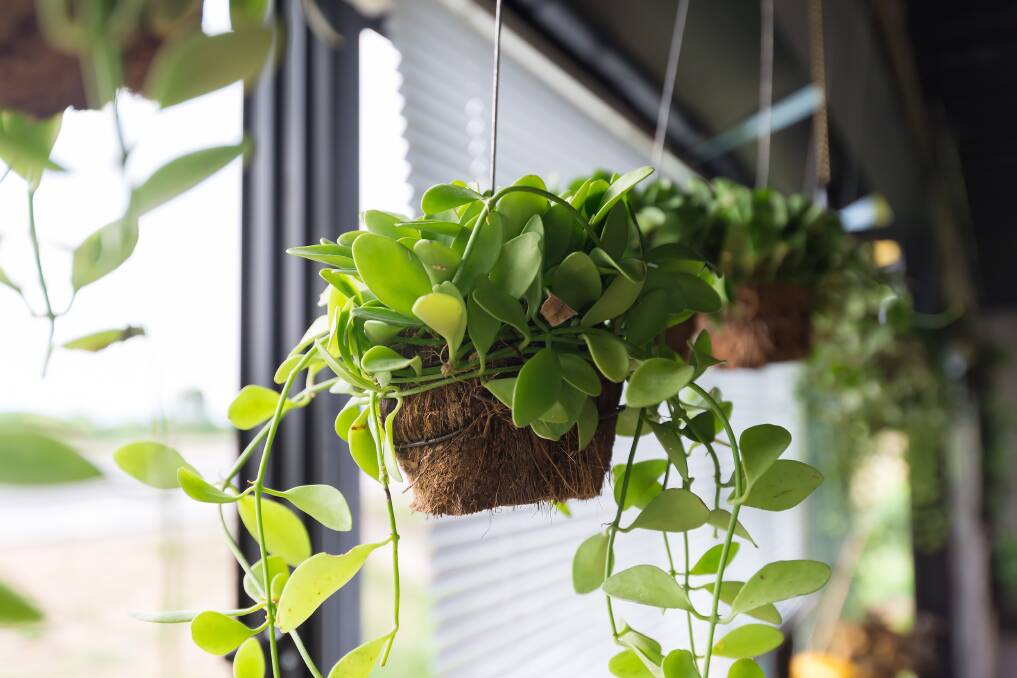 Cooling effect: Hanging plants will also add to the cooling effect of a pergola according to columnist Alan Hayes.