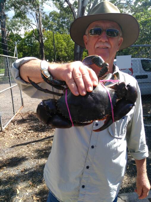 Decent size catch: Ross Collison with a solid mud crab from Jumpinpin. Photo: Supplied.