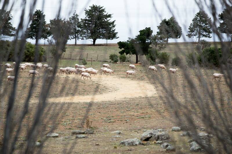 Sheep, north of Goulburn, NSW, eating feed as the dry weather bites. Photo: Janie Barrett