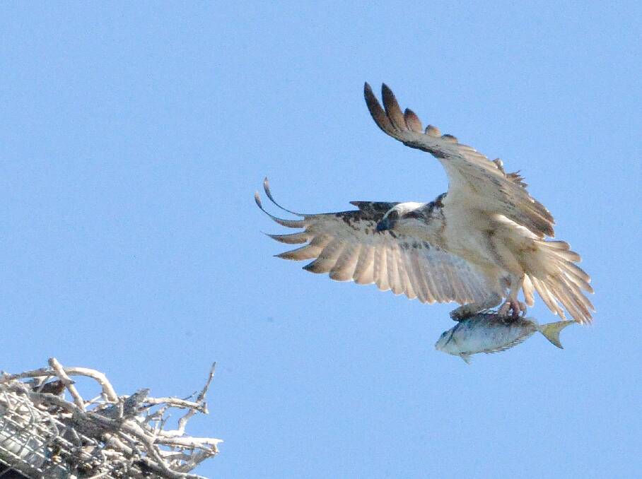 SNAPPED: Male osprey carrying a fish to the nest at Wellington Point. Photo: Trevor Linton