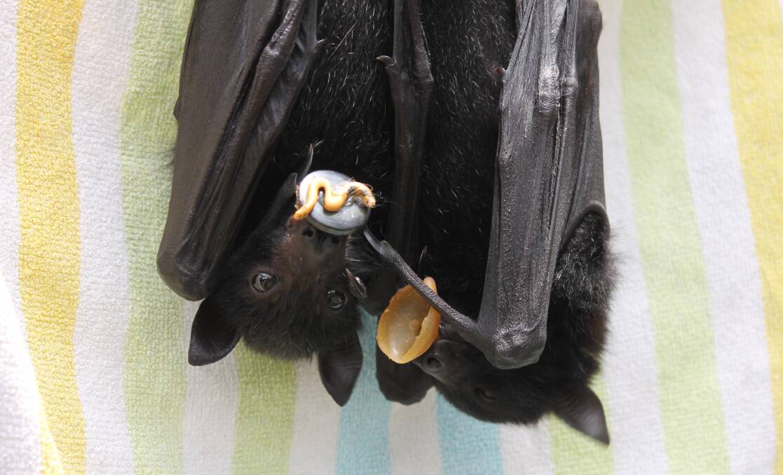 RESCUE: Flying foxes that were rescued in Logan by a wildlife carer. Photo: Cheryl Goodenough