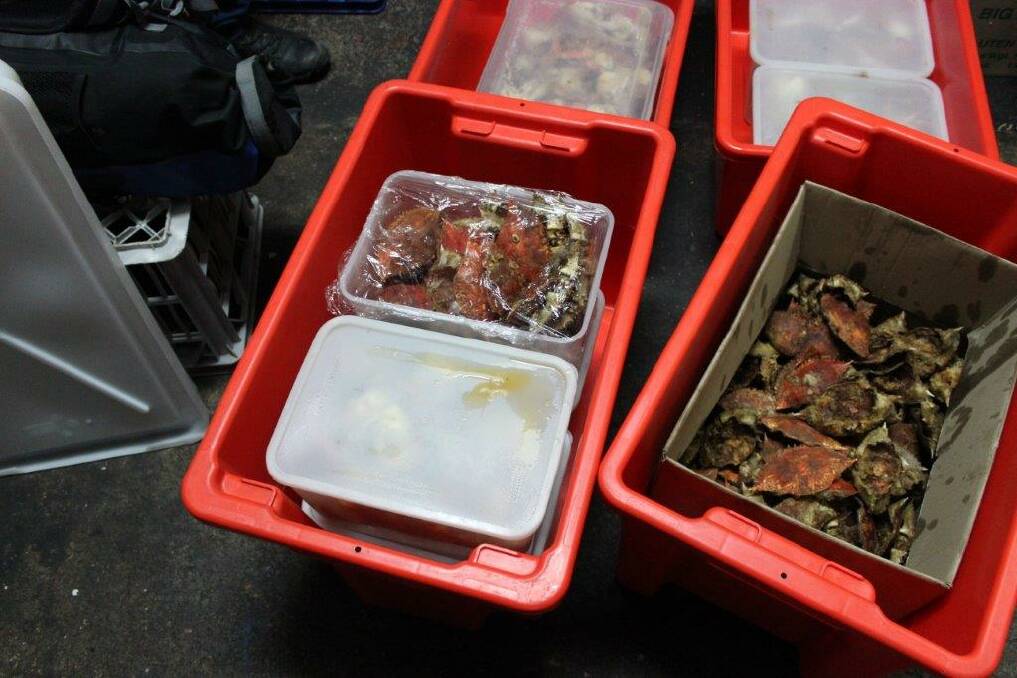 BLACK MARKET: Illegally caught and sold seafood found by Queensland Boating and Fisheries Patrol officers. Photo: Queensland Boating and Fisheries Patrol