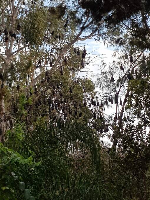 BATS: Flying foxes in trees near the golf club on Macleay Island.