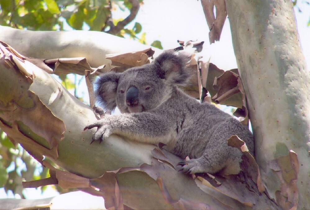 ON THE MOVE: Keep a look out for koalas in the Redlands as breeding season nears.