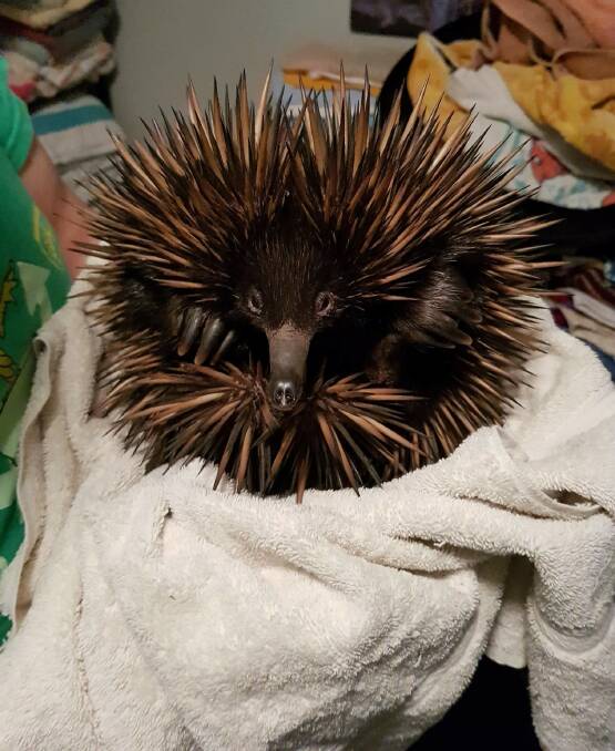 INJURED: An echidna that was recently injured at Capalaba. Photo: Redland City Council