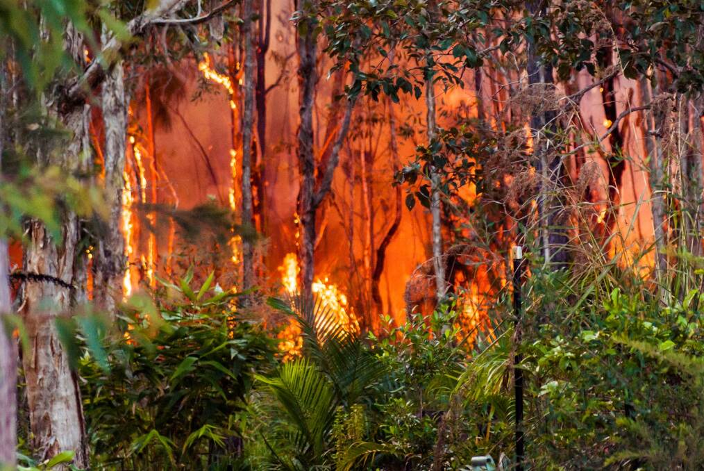 RAVAGING FIRE: The intense, fast-burning fire in a wetland reserve on Macleay Island last year. Photo: Jeanette March