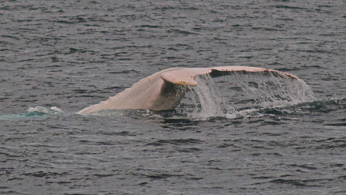 GOOD SPOT: A white whale, believed to be Migaloo, spotted off the Gold Coast in 2016. Photo: Robert Hartog from Aria Cruises