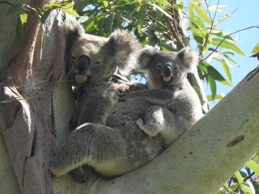 SPOTTED: Koala Kacey and her joey. The Koala Action Group will be meeting on September 7.