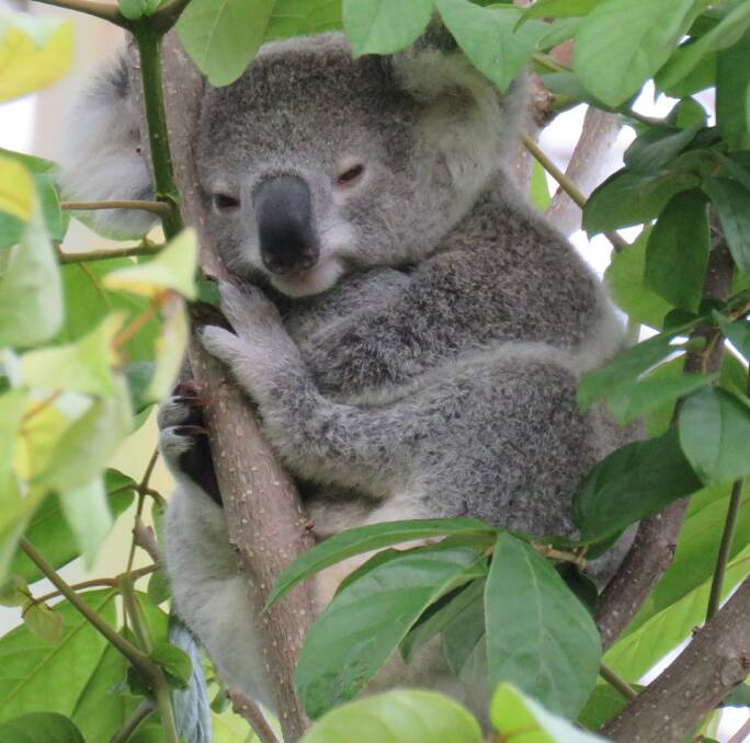 REPORT: Anyone who sees a koala in the rail corridor is asked to report it by calling 1800 079 303. Photo: Koala Action Group