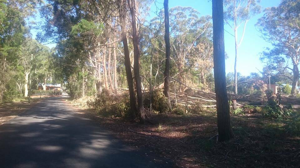 The cut down trees on the road side. Photo: Ann Hagen
