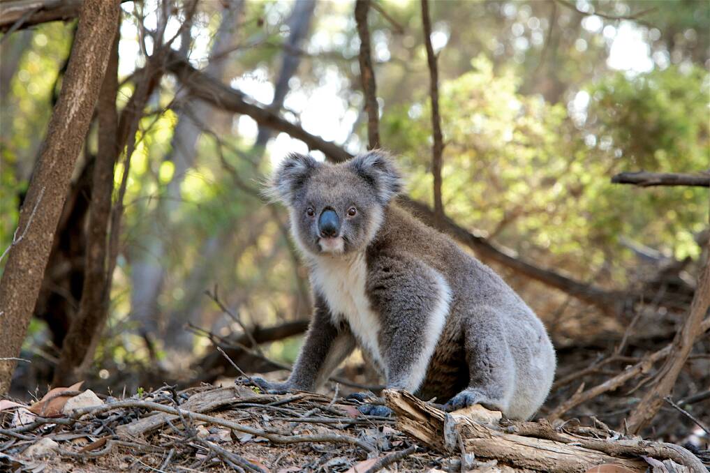 Call for koala hospital in the Redlands