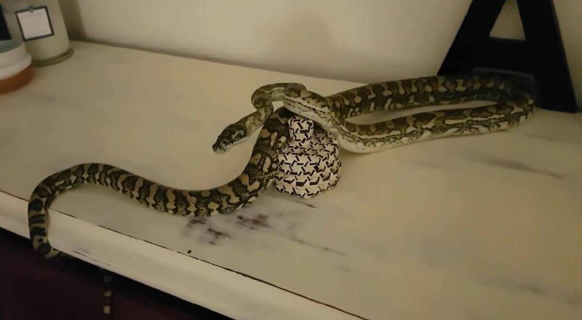 VISITOR: The carpet python where Redlands snake catcher Tony Morrison found it at a Redland Bay home. Photo: Tony Morrison