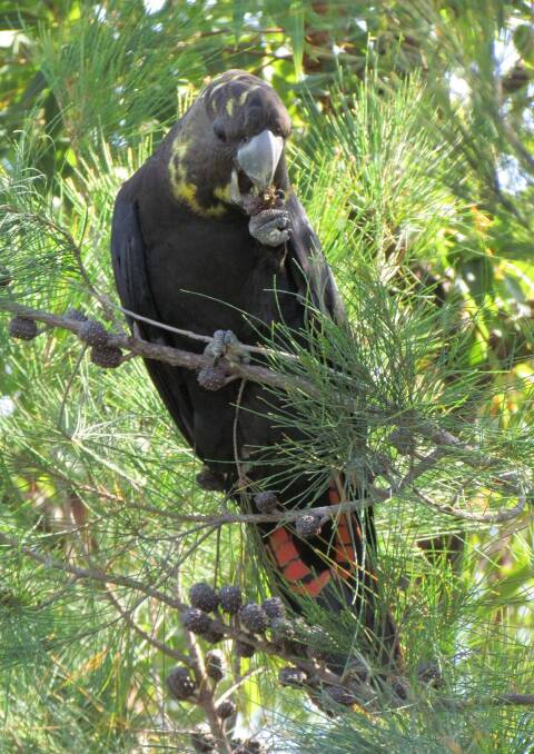 NICE TUCKER: A glossy black cockatoo feasting on casuarina seeds.
