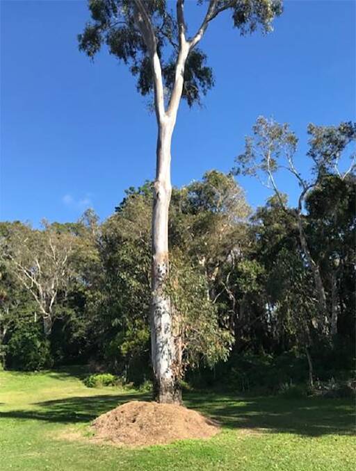 GRASS CLIPPINGS: Residents should not place grass clippings at the base of trees. Photo: Redland City Council