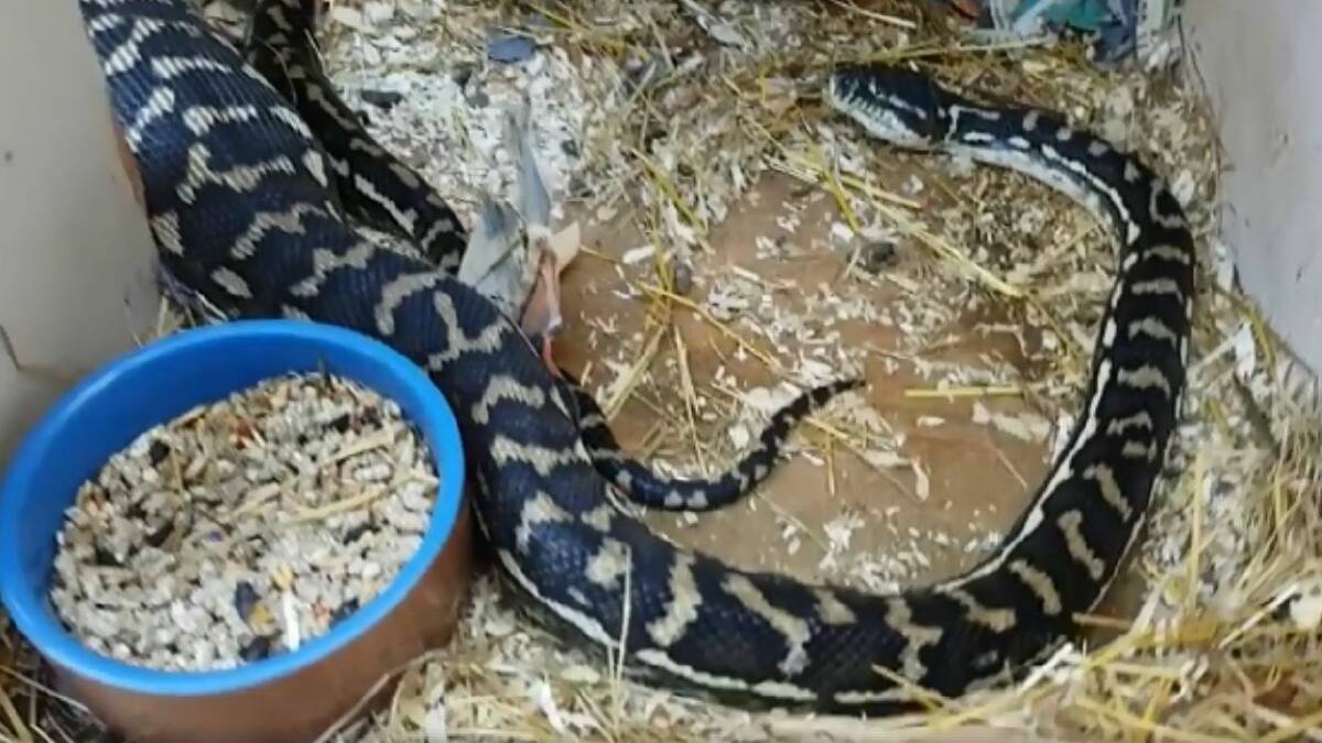 Python found inside guinea pig cage | Video