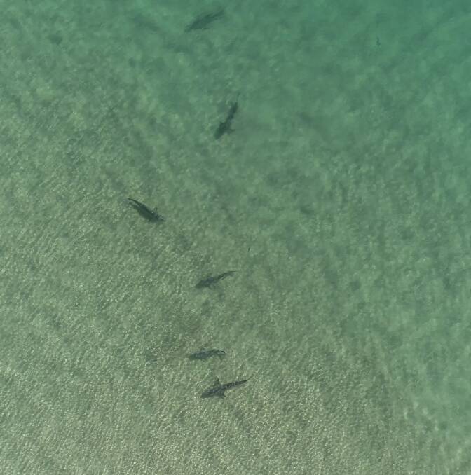 DRONE FOOTAGE: Sharks in a feeding frenzy off North Stradbroke Island. The picture is from drone footage captured by a Point Lookout resident. Photo: Barry Miall