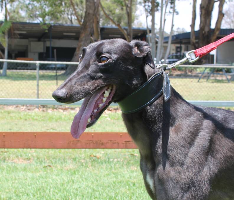 BOON FOR THE CLUB: The national broadcasting of greyhound racing at Capalaba from December has been described as a boon for the club. Photo: Cheryl Goodenough